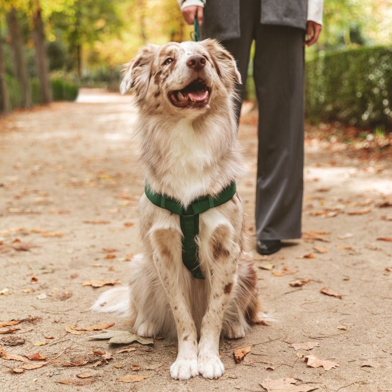 Nomad Tales Blush Harness - Emerald Size XS: 34 - 49 cm chest circumference, W 15 mm