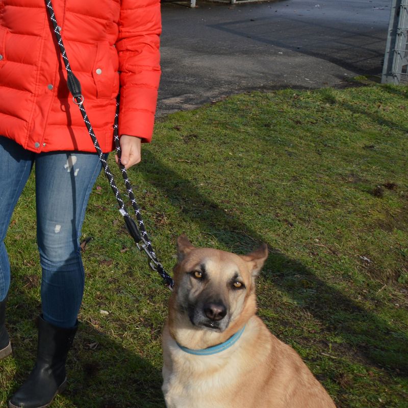 JULIUS-K9 IDC® Adjustable Rope Lead Black: 220cm Length, diameter 12mm