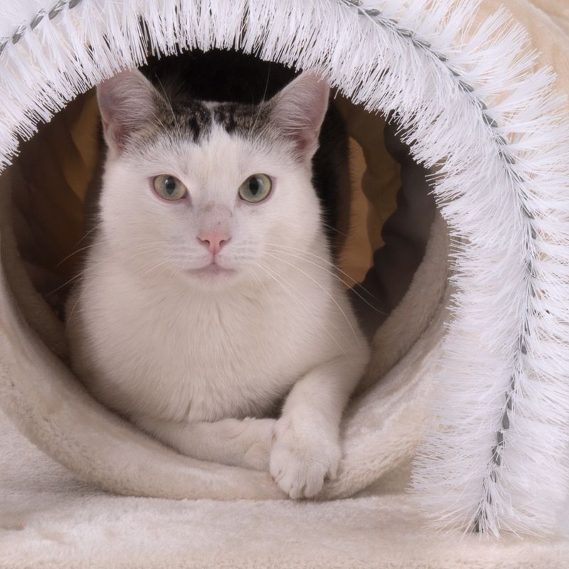 3-in-1 Cat Tunnel 185 x 30 x 28cm (L x W x H)
