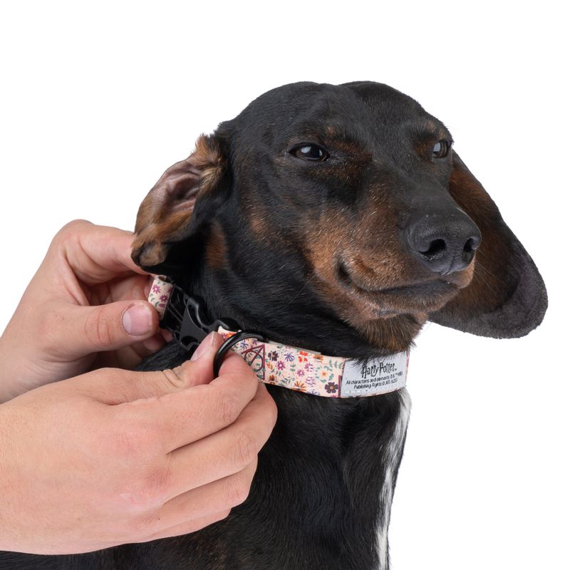 Harry Potter Deathly Hallows Collar - Beige Size S: Neck Circumference 25 - 36 cm, Width 20mm