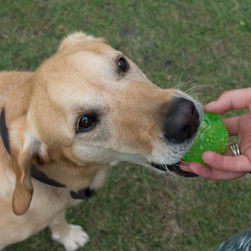 Squeaky Ball Dog Toy Diameter 6cm