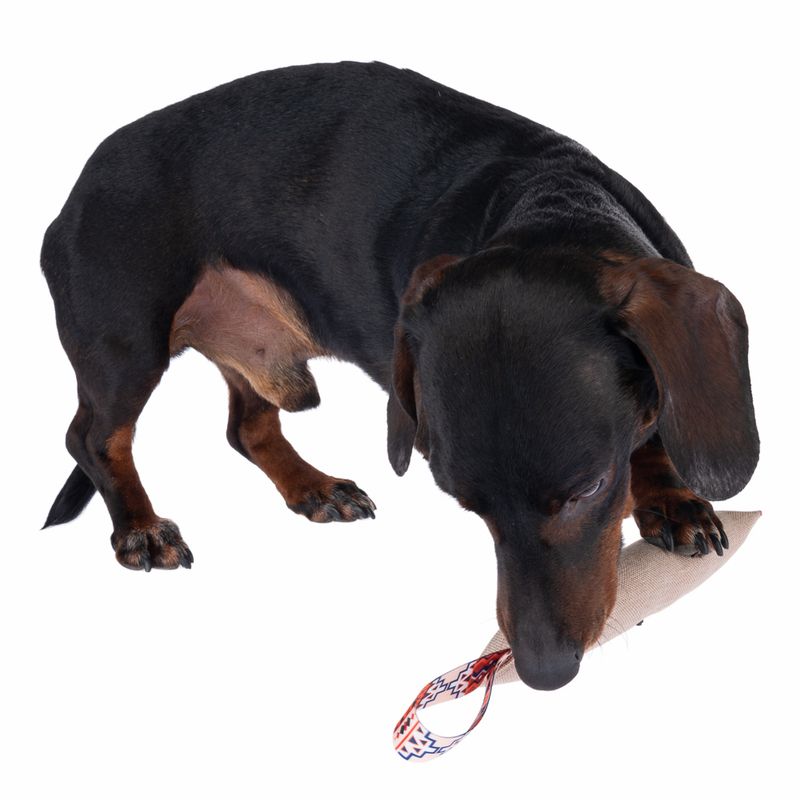 Nomad Tales Calma Chewing Stick Dog Toy approx. 21 x 6 x 3.5 cm (L x W x H)