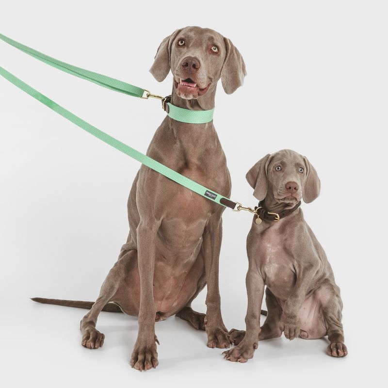 Nomad Tales Bloom Leash, mint 200 cm long, 20 mm wide