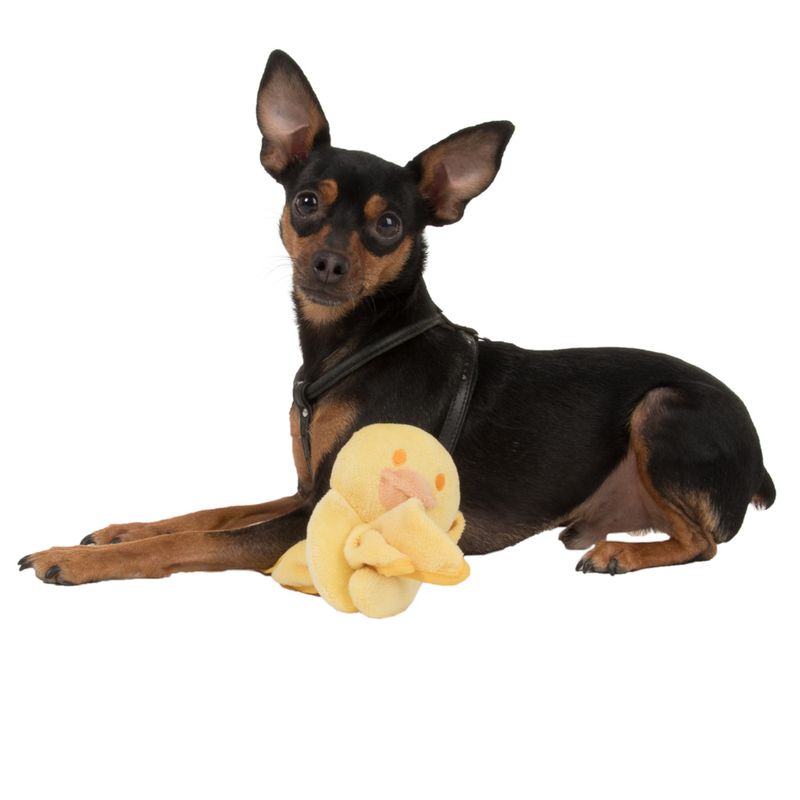 Puppy Blanky Quaxie 30 x 30 cm (L x W)