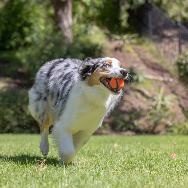 Chuckit! Ultra Ball Size S: 2 Balls, Diameter 5.1cm