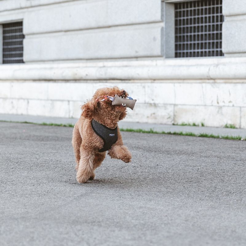 Nomad Tales Calma Chewing Stick Dog Toy approx. 21 x 6 x 3.5 cm (L x W x H)