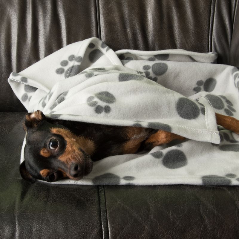 Pawty Fleece Blanket 100 x 70cm (L x W)
