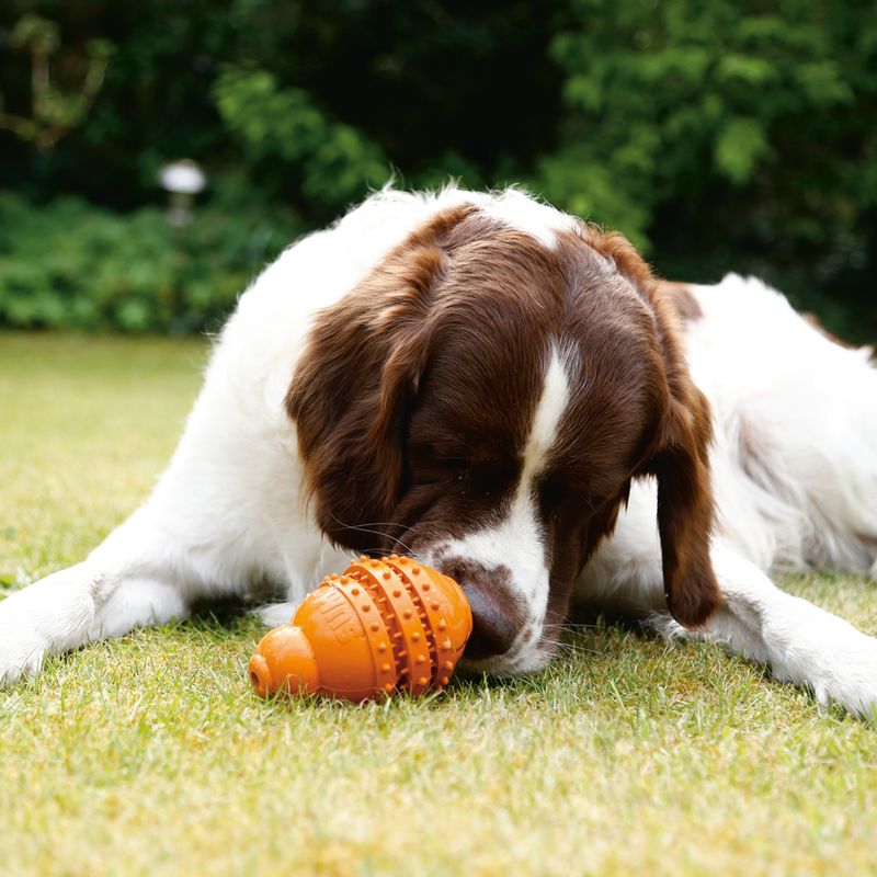 Beeztees Dog Toy Sumo Play Dental Size L: 10 x 15cm (W x H)