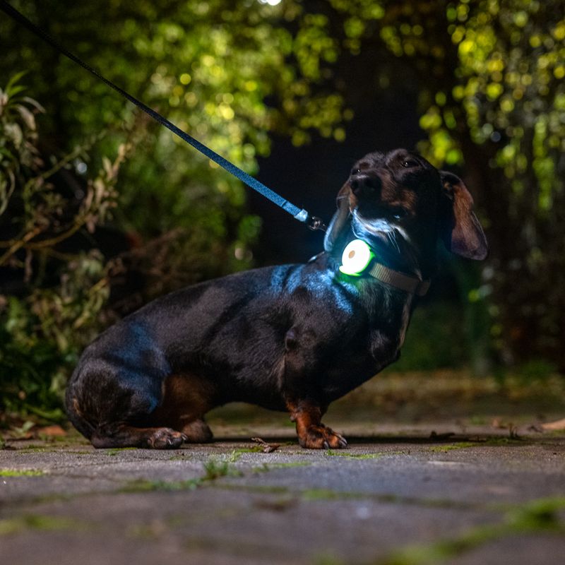 Nomad Tales Bloom USB Light Pendant Green