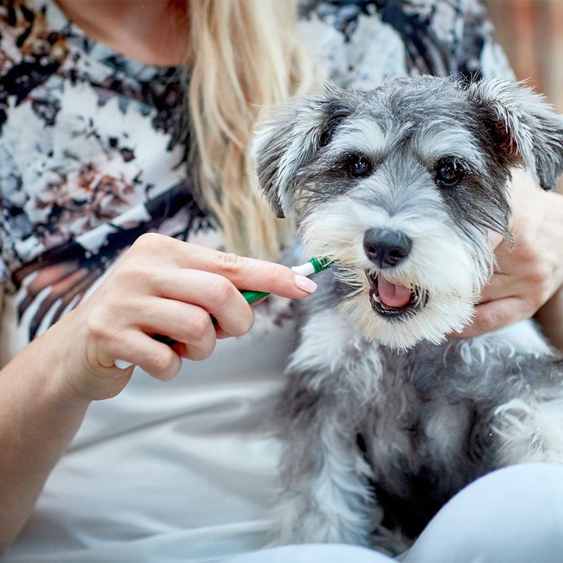 Vet's Best® Dental Care Set for Dogs Toothbrush and toothpaste