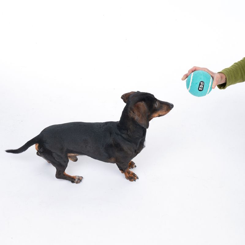 TIAKI medium-sized tennis ball approx. Ø 10 cm