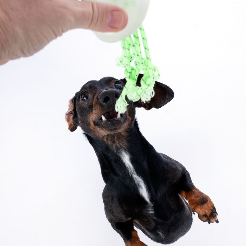 TIAKI Jellyfish Glow in the Dark Dog Toy 1 Toy