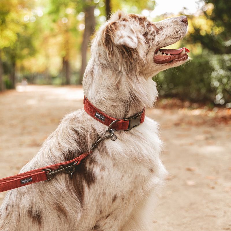 Nomad Tales Blush Collar, rosé Matching leash: 120 cm long, 15 mm wide