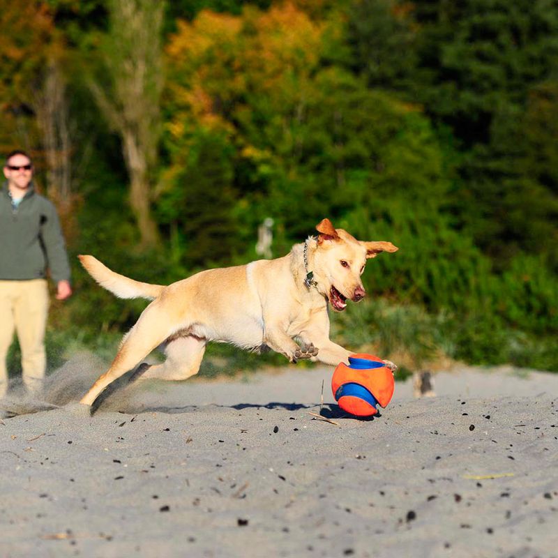 Chuckit! Kick Fetch Large: 19cm Diameter
