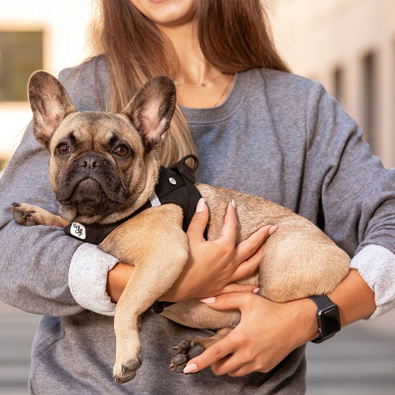 Curli Vest Harness Clasp Air-Mesh, black Size 3XS: chest girth 26.7 - 30.1 cm