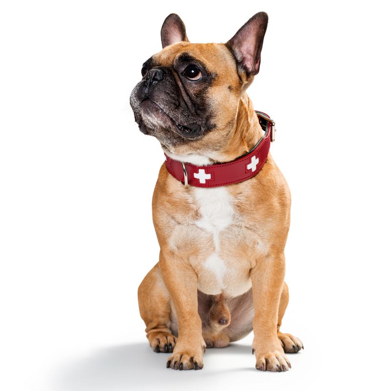 HUNTER Swiss Dog Collar Size 55