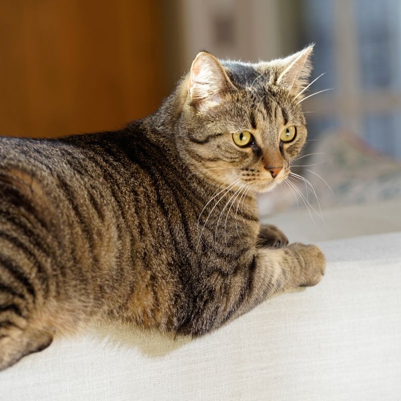 PetSafe® Extreme Weather Pet Door S (28 x 19 cm)