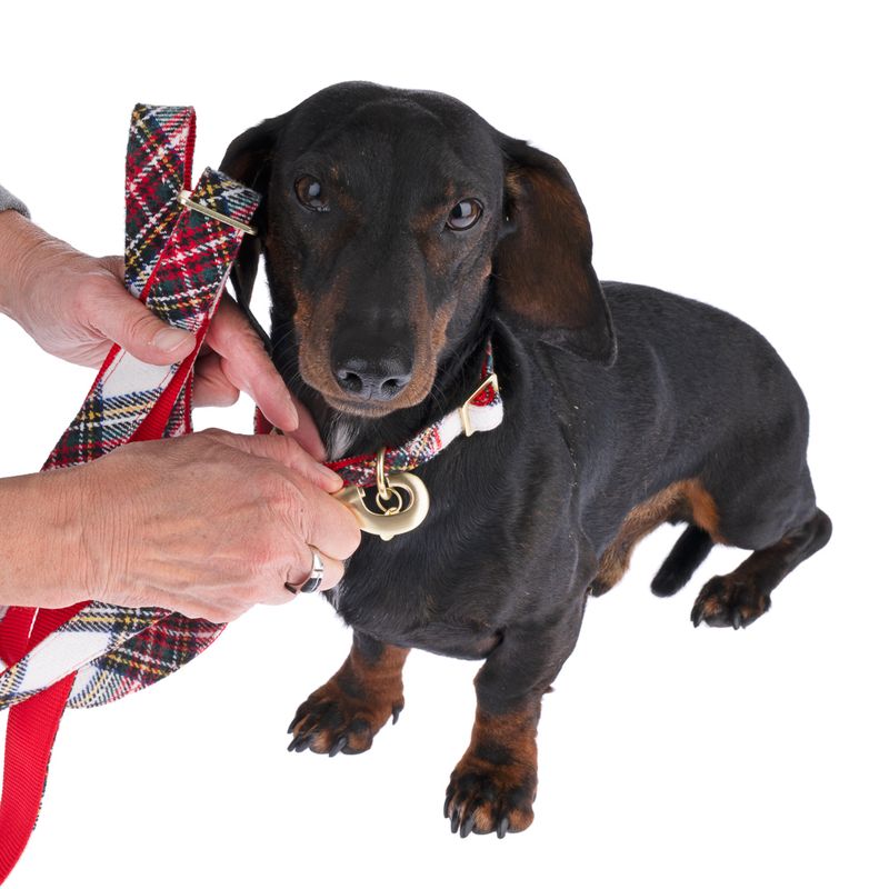 Nomad Tales Tartan Collar, Lead, Poop Bag Dispenser & Scrunchie Set Collar Size L: 42 - 66 cm Neck Circumference