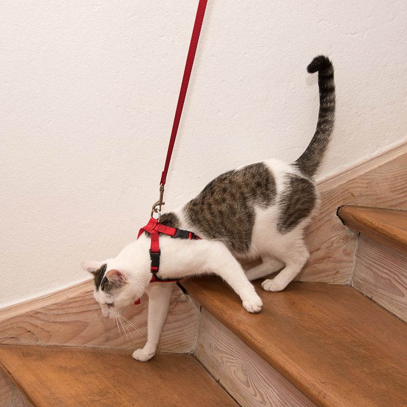 Trixie Cat Car Harness Red