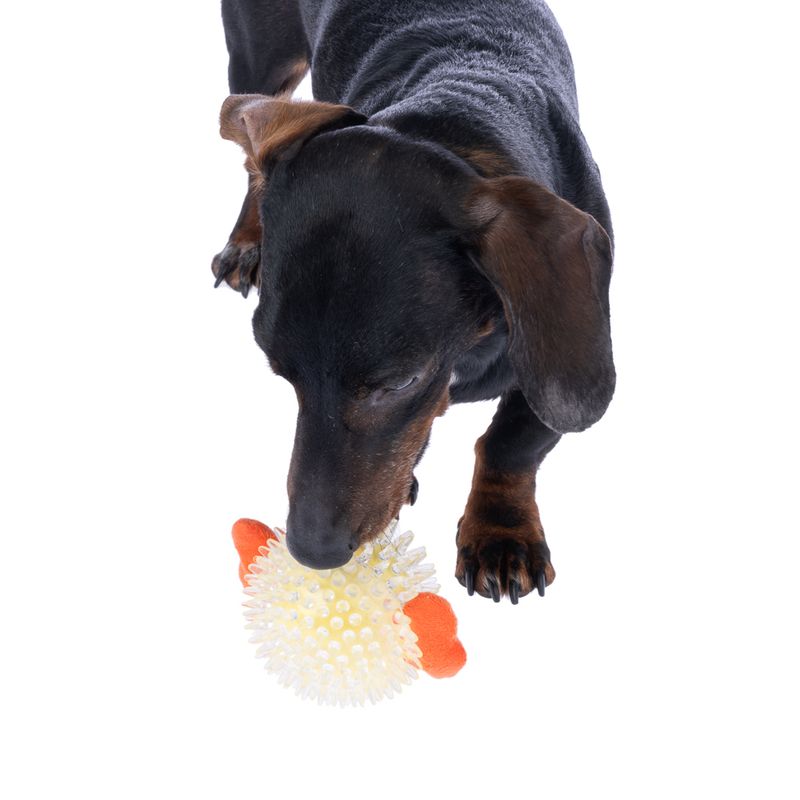 TIAKI Pufferfish Spiky Ball diameter 8.5 x (W) 13 cm