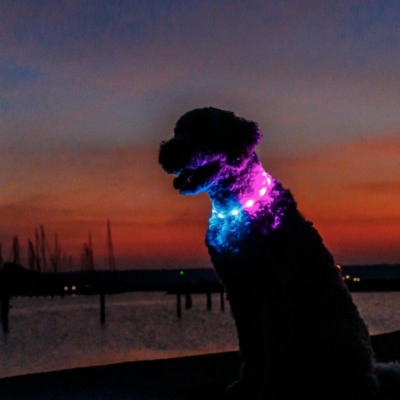 Trixie Flash Light Ring USB Silicone Size XS - XL: 65cm Neck Circumference, 16mm Wide