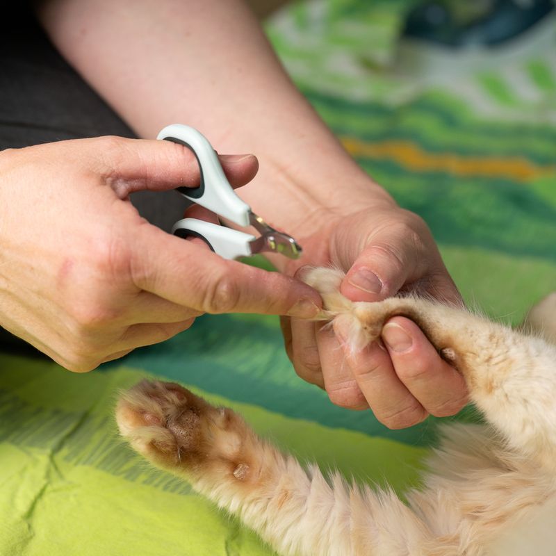 kooa Claw Scissors for Pets 9.7 x 6.3 x 0.7cm (L x W x H)