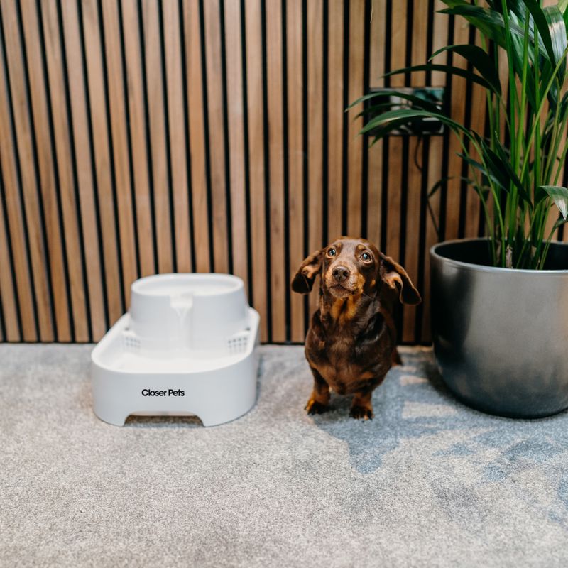 Dog Mate Pet Fountain 6l