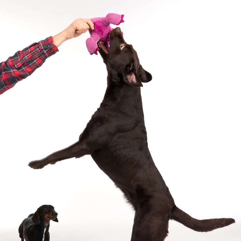 TIAKI Dog Toy D-Rex approx. L 37 x W 16 x H 16 cm