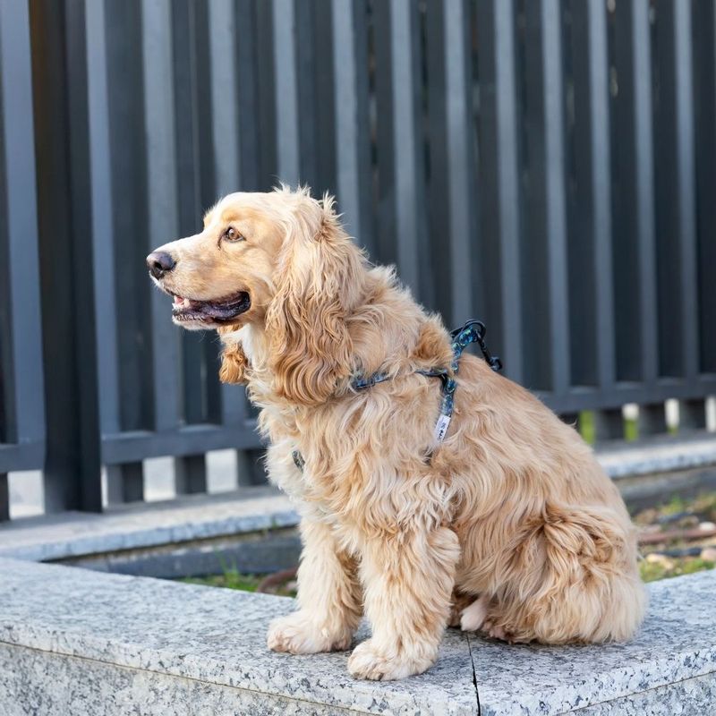 DC Batman Harness - Black Size S: Chest Circumference 39 - 51 cm