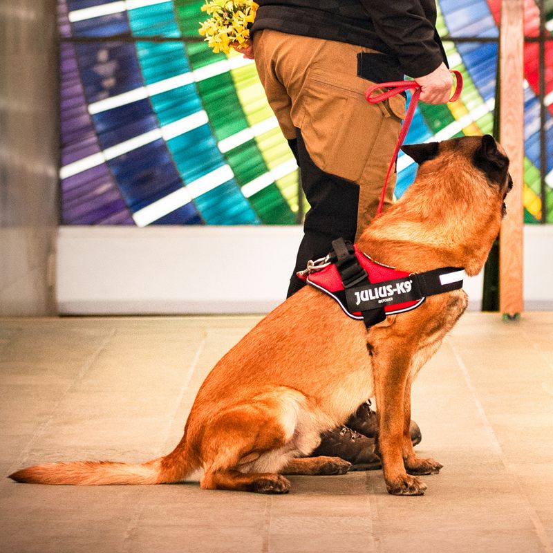 JULIUS-K9 IDC® Power Harness - Red Size S: Chest circumference 49 - 67 cm