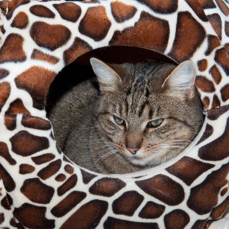 Cat Bed Schildi, 2 in 1 60 x 45 x 28 cm (L x W x H)