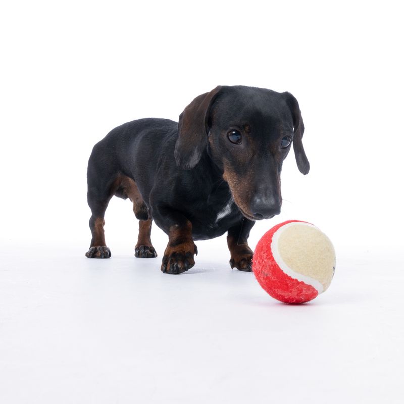 Harry Potter Hogwarts Tennis Ball Set 4 Balls (diameter 6.3cm each)