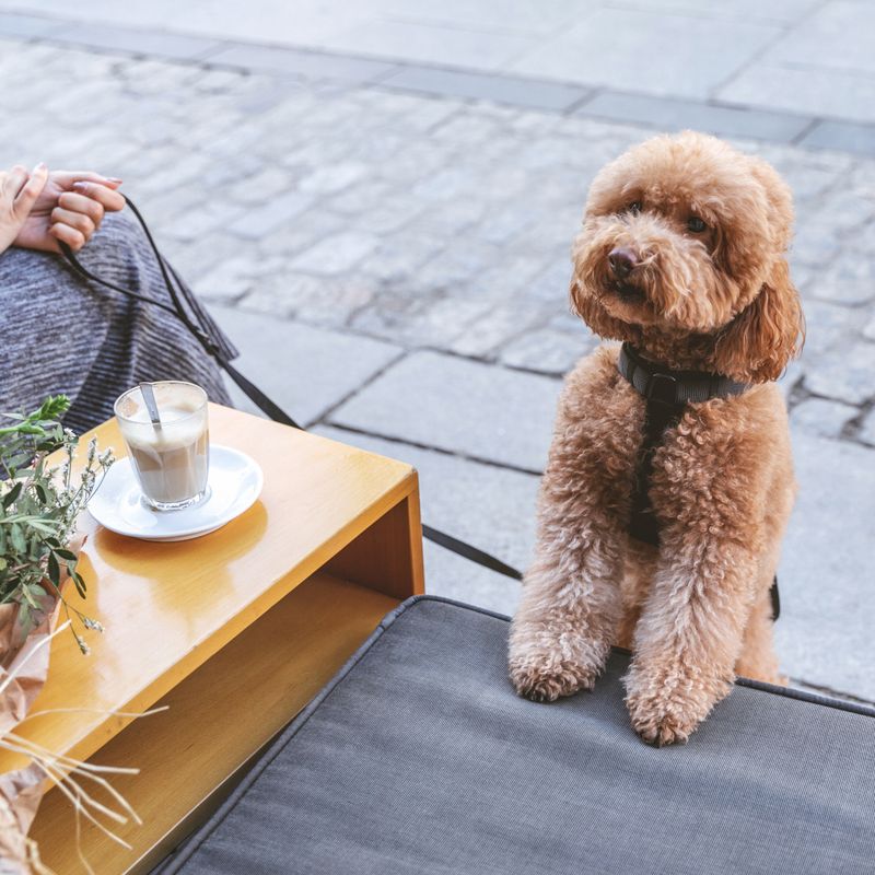 Nomad Tales Blush Harness - Ebony Size S: 37 - 53 cm chest circumference, W 15 mm