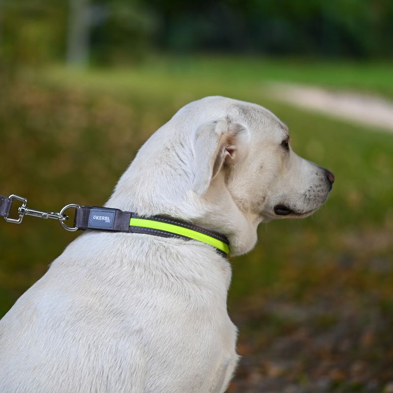 Kerbl Pet Light & Reflex Illuminated Collar Size S/M: 35-50cm neck circumference, 20mm wide