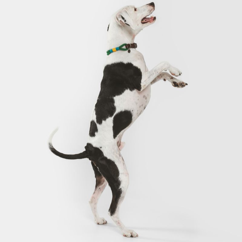 Nomad Tales Spirit Collar, pine Size XS: 30 - 36 cm neck circumference, W 30 mm