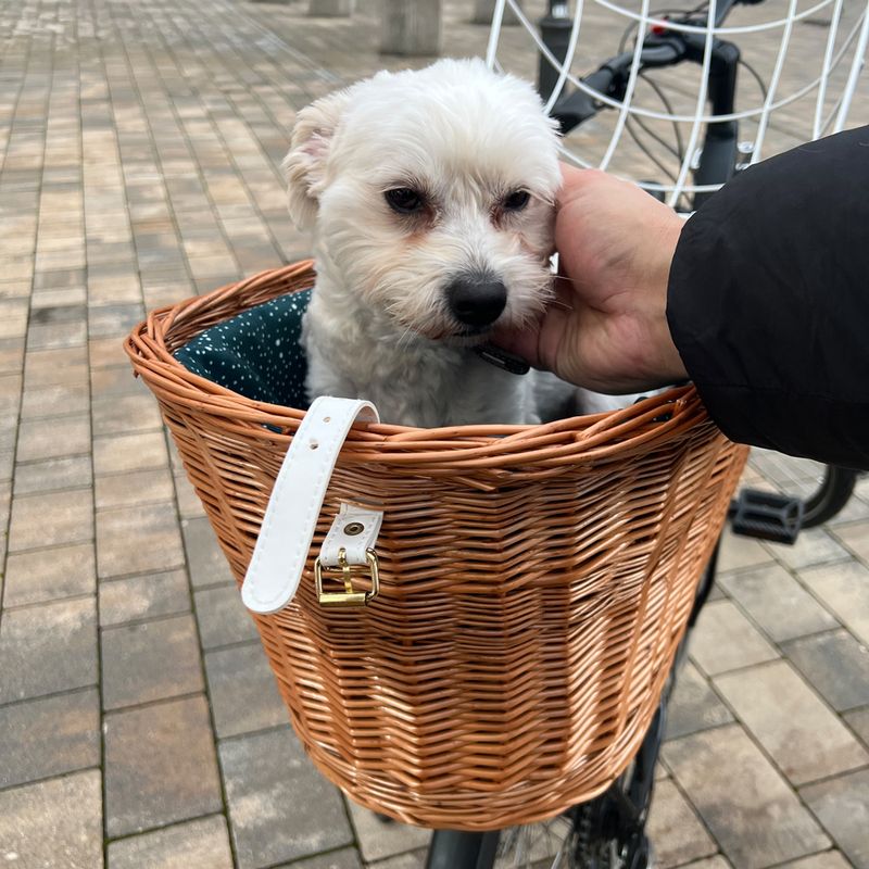 Aumüller Bicycle Basket with Protective Wire for Luggage Rack 56 x 36 x 50 cm (L x W x H)