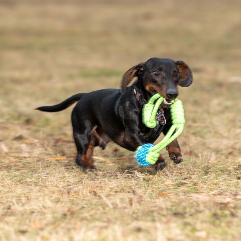 Dog toy Limoen rope & ball approx. diameter 6 x L 32 cm