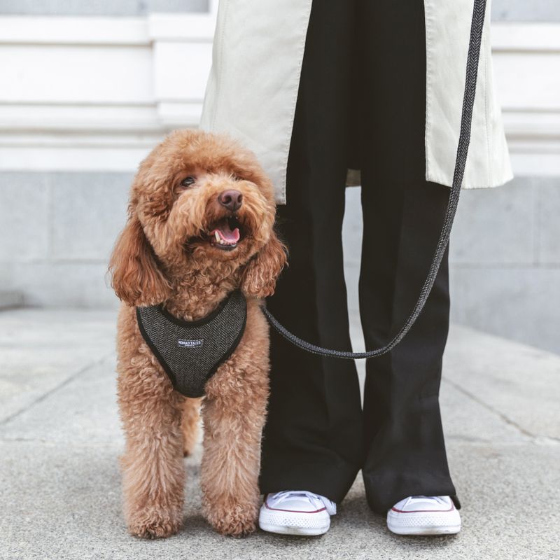 Nomad Tales Calma Dog Leash, ebony 200 cm long, 20 mm wide