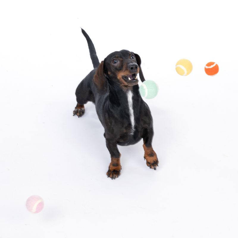 TIAKI Tennis Ball Set Set of 4 (approx. diameter 5cm)