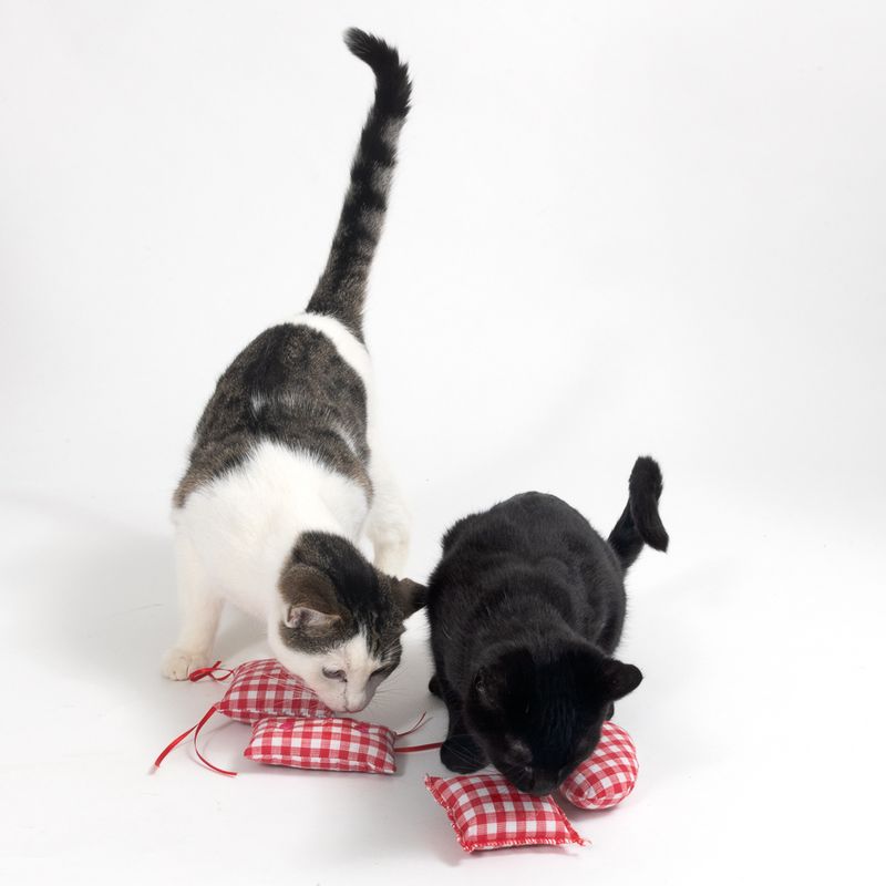 TIAKI Vichy Catnip Pillow 4-piece set