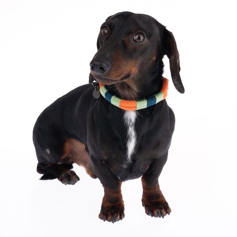 Nomad Tales Spirit Collar, tangerine Size XS: 30 - 36 cm neck circumference, W 30 mm