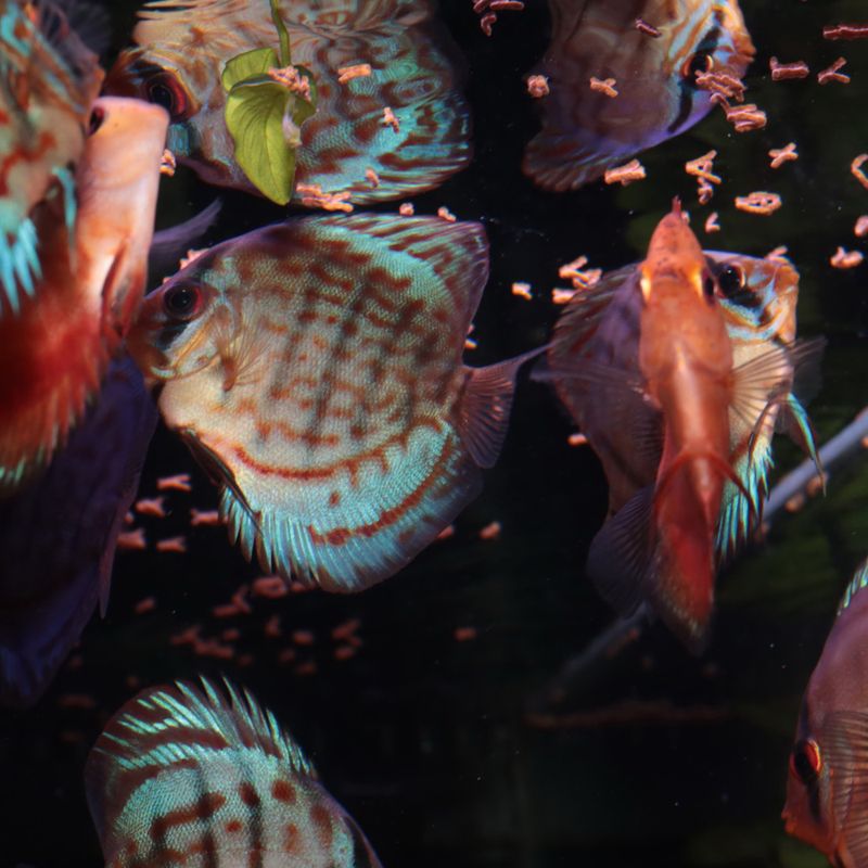 JBL ProNovo Insect Stick S 250ml