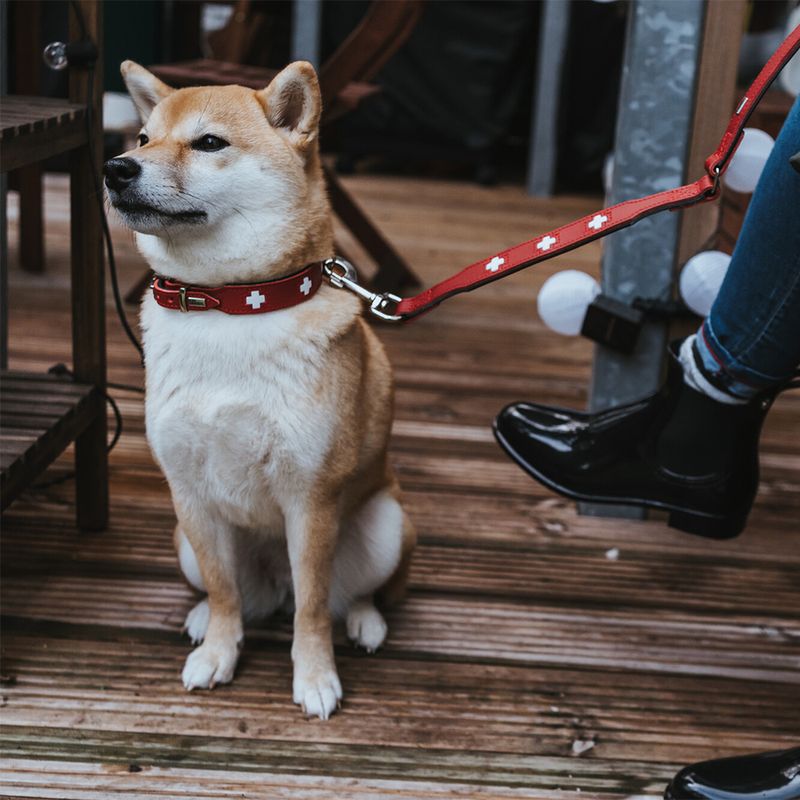 HUNTER Swiss Dog Collar Size 55