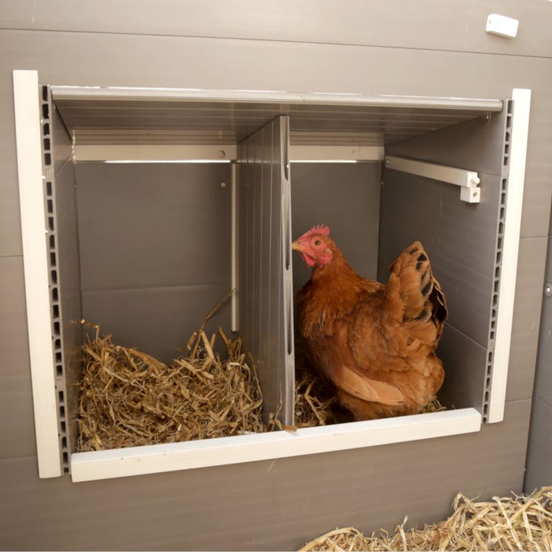 Kerbl Hobbyfarming ECO Plastic Coop Barney for Chickens 137 x 73 x 83cm (L x W x H)