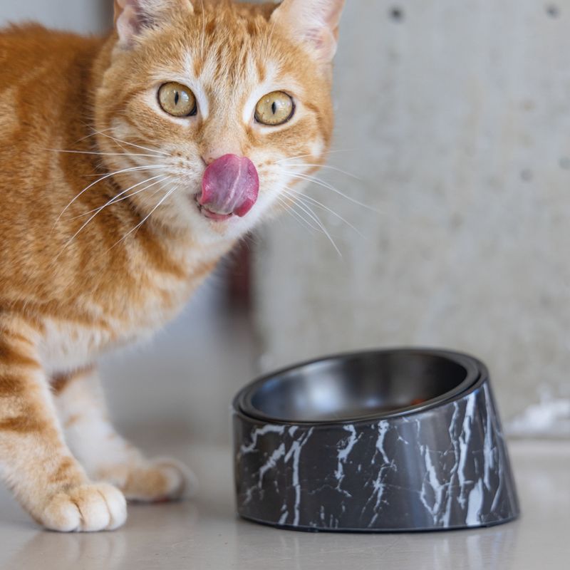 Designed by Lotte Vita Melamine Cat Bowl – Black 2 x 160ml, 13.5cm (diameter)