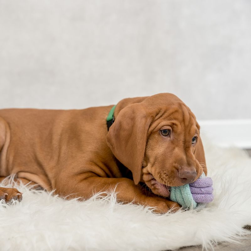 Trixie Junior Rope Knot Ball 6cm diameter