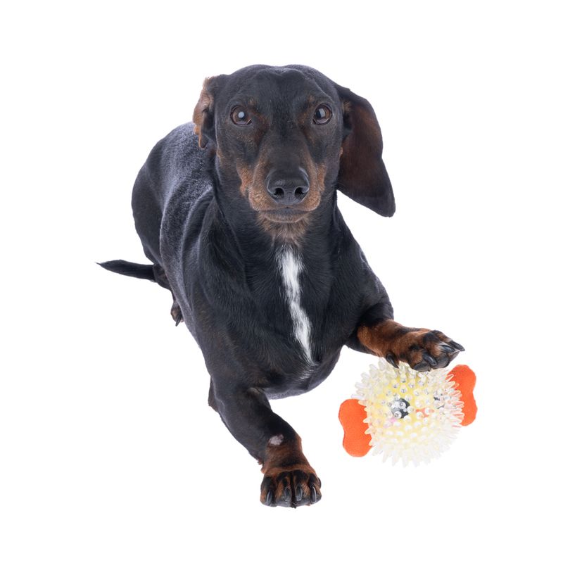 TIAKI Pufferfish Spiky Ball diameter 8.5 x (W) 13 cm