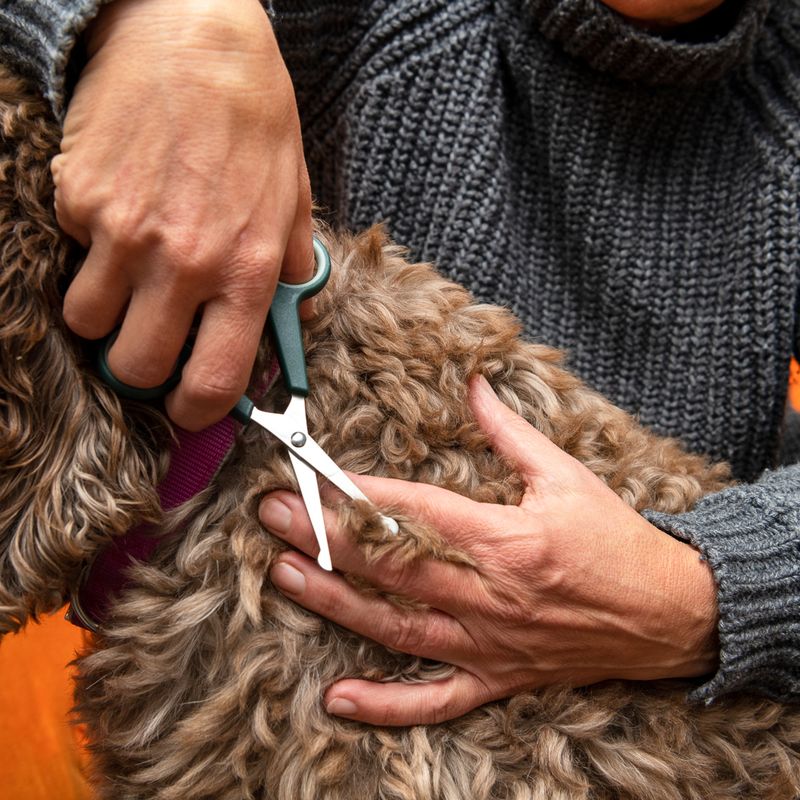 kooa Premium Fur Scissors approx. 16 x 7 x 0.8 cm (L x W x H)