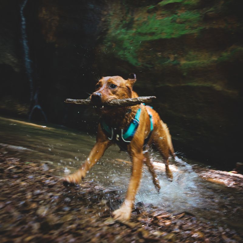 Ruffwear Flagline Dog Harness - Basalt Grey Size S: 56 - 69cm Chest Circumferance