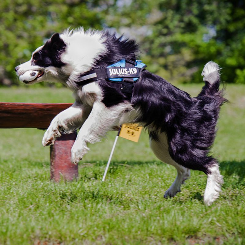 JULIUS-K9 IDC® Power Harness - Aqua Size XS